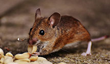 24 Hour & Emergency Exterminators in Bickford Rnch, CA